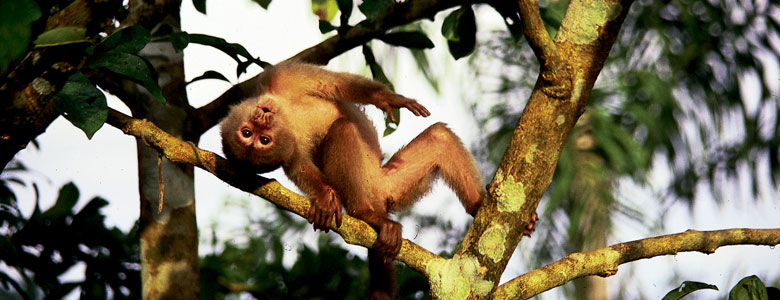 Los monos capuchinos son de América Central y del Sur