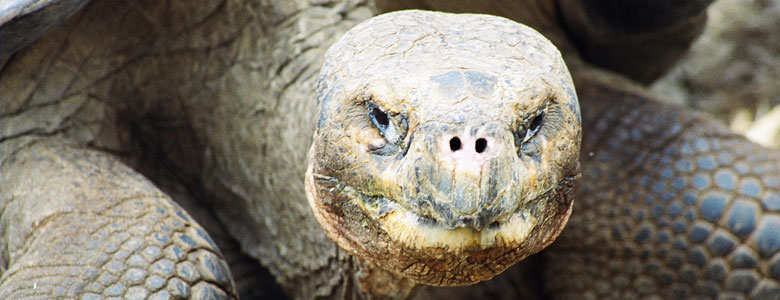 The Galapagos Tortoise is a giant and very friendly animal