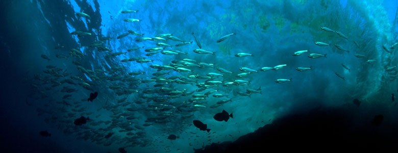 Darwin Island - Ecuador Galapagos