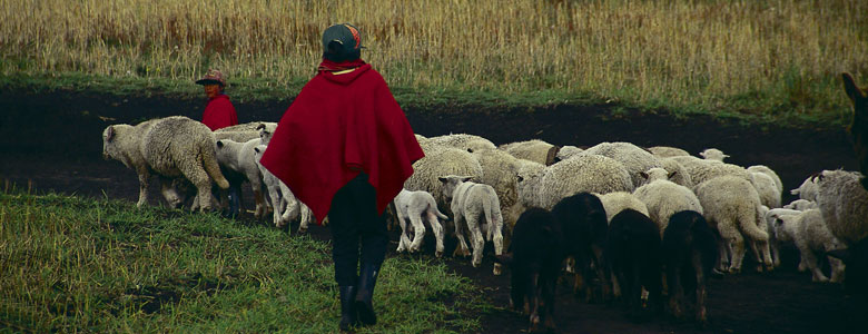 Colta shepherd,  men and women workers.