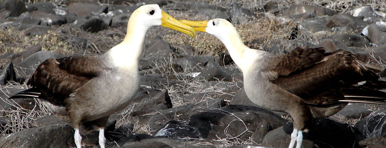 Albatross birds of the Galapagos Islands, Ecuador