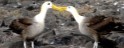 Albatross birds of the Galapagos Islands, Ecuador