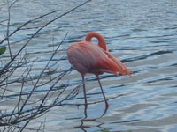 Galapagos birdwatching