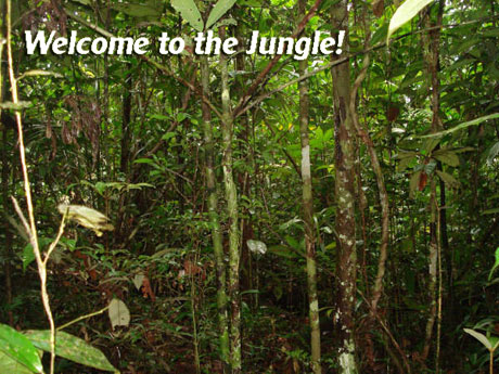 Cuyabeno Ecuador Amazon Tours